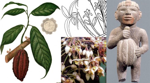 Las foras vegetales de la Incógnita y su semejanzas a la planta, flor y fruto del cacao, en fotografias y otras representaciones.